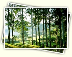 Wayanad 